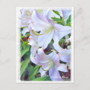 Lilium ‘Casa Blanca’  [Postcard] ポストカード Postcard