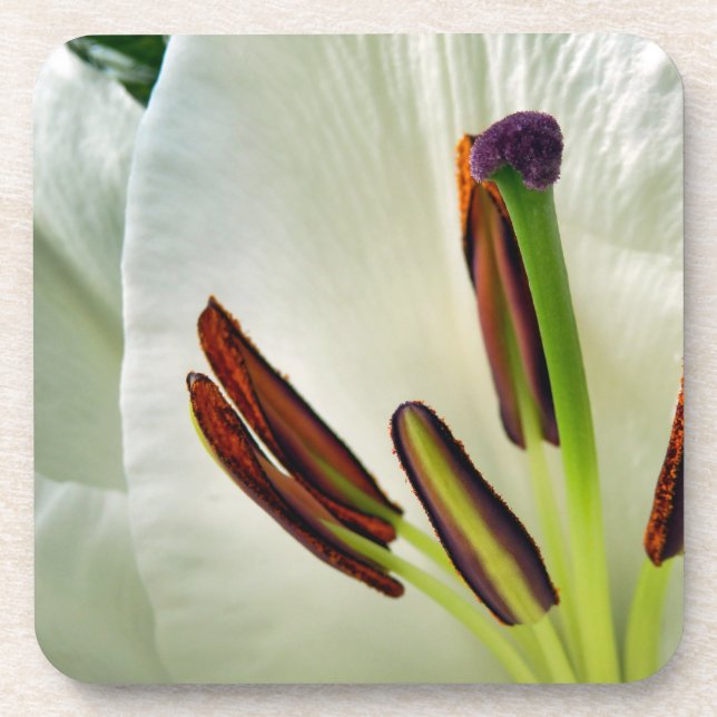 Lilium Oriental White Coaster (Front)