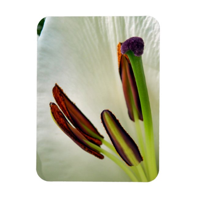 Lilium Oriental White Magnet (Vertical)