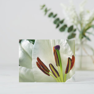 Lilium Oriental White Postcard