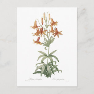 Lilium penduliflorum postcard