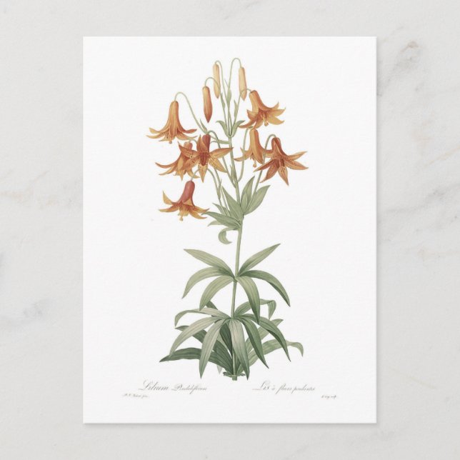 Lilium penduliflorum postcard (Front)