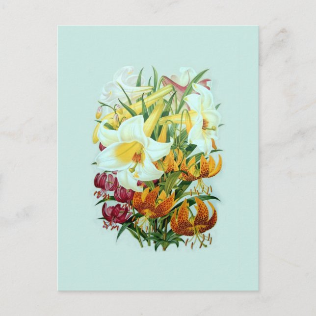 Lilium species postcard (Front)