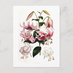Lilium speciosum postcard