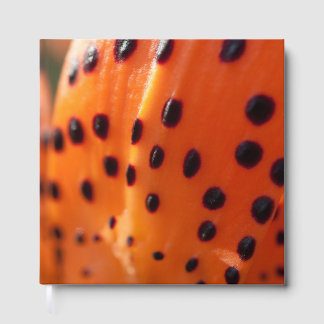 Lilium superbum, Turk's-cap Lily Guest Book