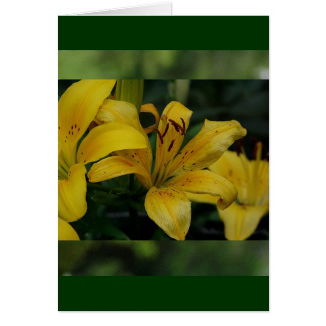 Lillies in Green (Front)