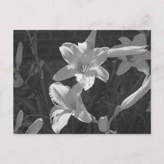 Lillies Postcard
