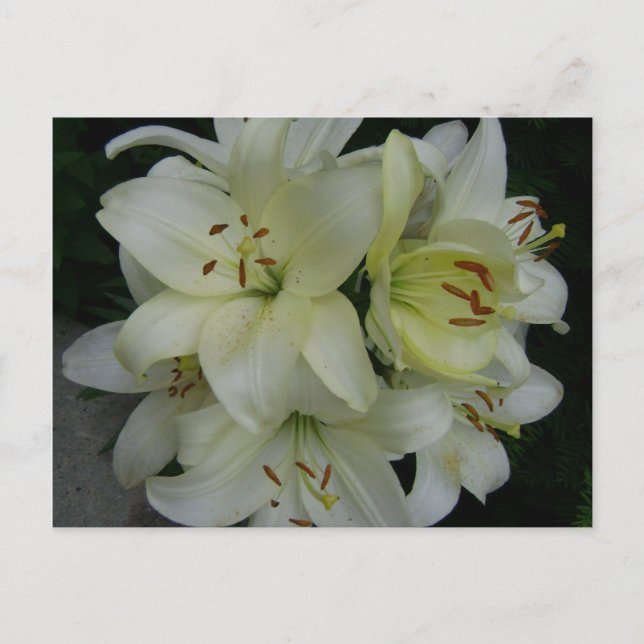 Lillies Postcard (Front)