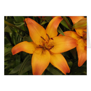 Lilly Greeting/Note Card