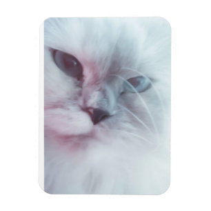 Lilly magnet