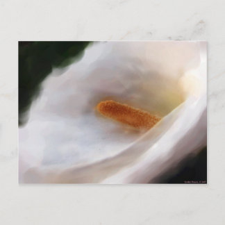 Lilly of the Nile Postcard