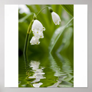 lilly of the valley poster