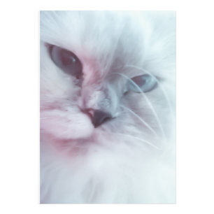 Lilly  photo print
