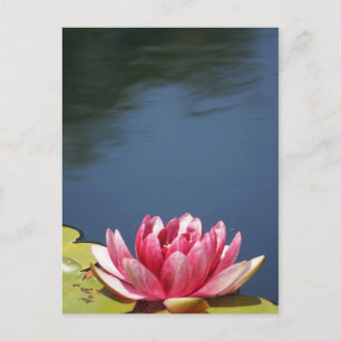 Lilly Pond Flowers Postcard