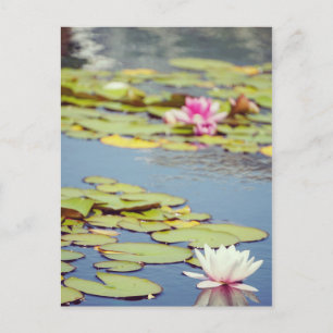 Lilly Pond Flowers Postcard