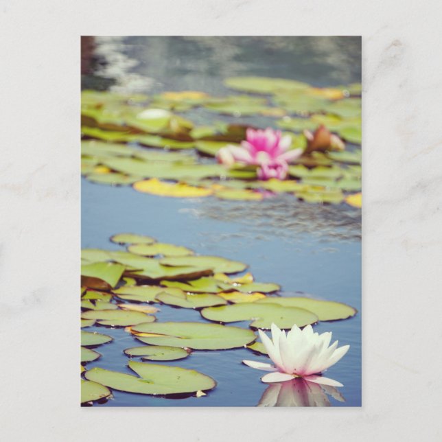 Lilly Pond Flowers Postcard (Front)