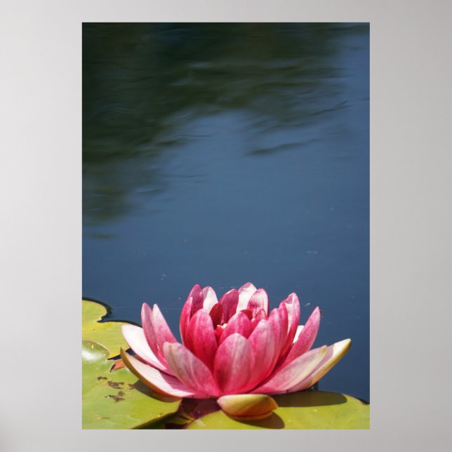 Lilly Pond Flowers Poster (Front)