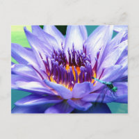 Lilly Postcard