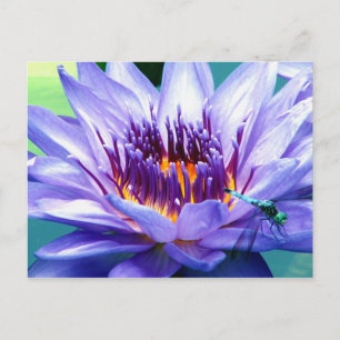 Lilly Postcard