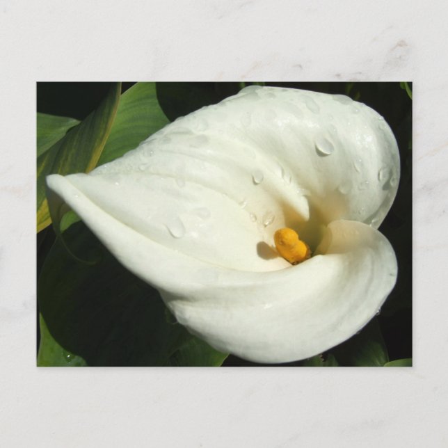 Lilly Postcard (Front)