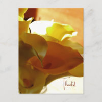 LILLY Postcard