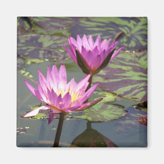 Lillypad Magnet (Front)