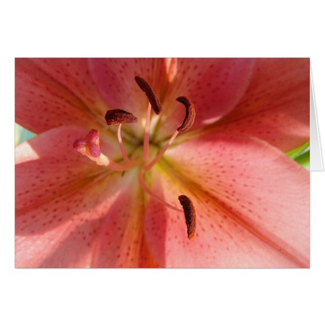 Lily (Front Horizontal)