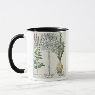 Lily: 1.Sultan Zambach Martagon Constantinopolitan Mug