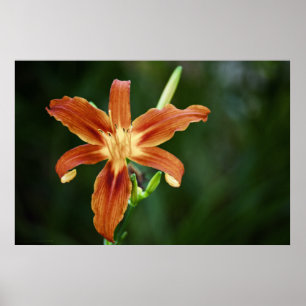 Lily 6588 Print
