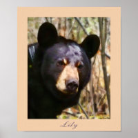 Lily, an American Black Bear