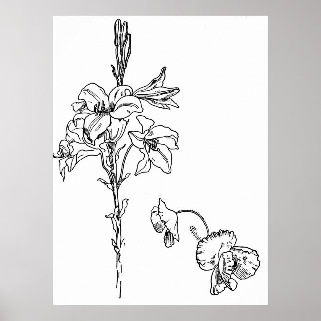 Lily and Poppy Flower Line Drawing Poster (Front)