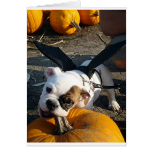 Lily at the Pumpkin Patch