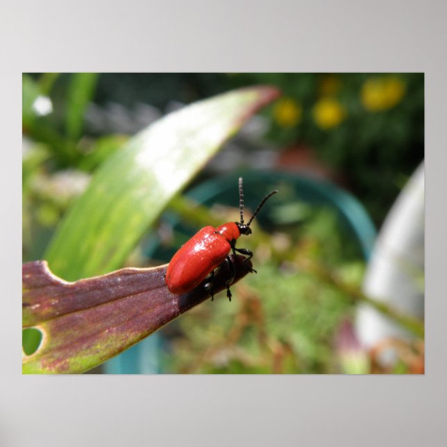 Lily beetle macro Print (Front)