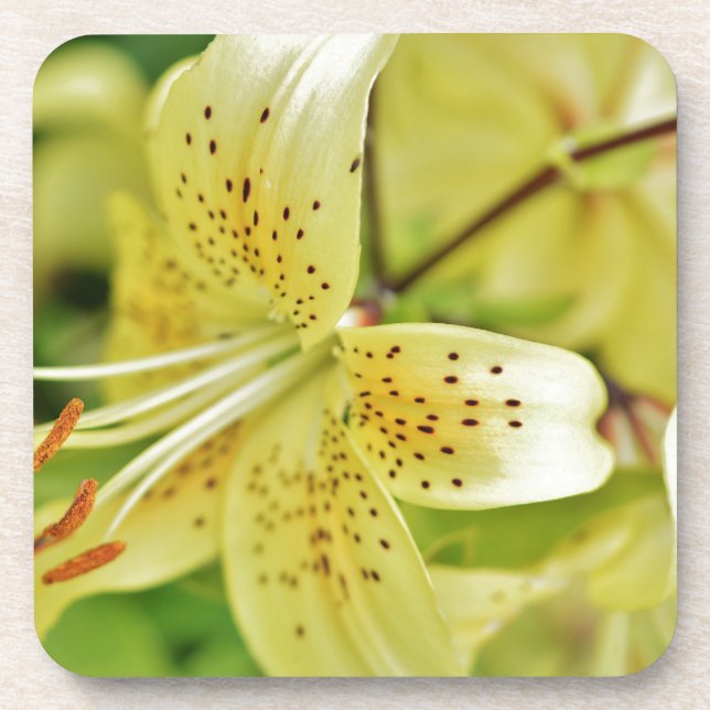 Lily Blooms  Wedding Parties Coaster (Front)