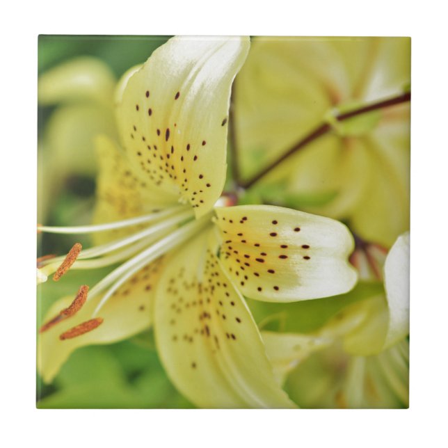 Lily Blooms  Wedding Parties Tile (Front)