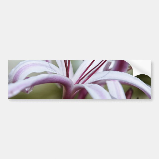 Lily Bumper Sticker (Front)