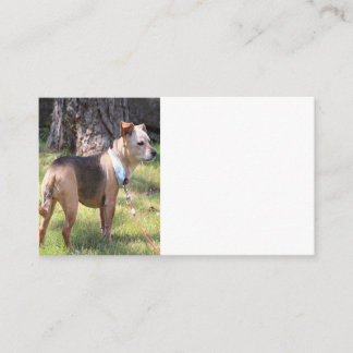 Lily Business Cards