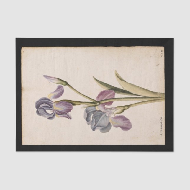 Lily by Jacques de Morgues Tissue Paper (Front)