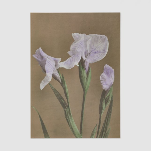 Lily by Ogawa Kazumasa Tissue Paper (Front)