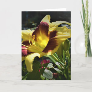 Lily, card