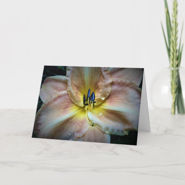 Lily, card (Front)