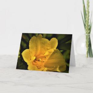Lily, card