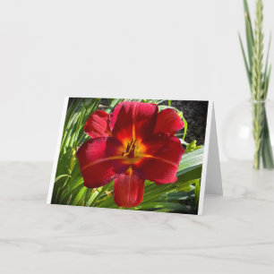 Lily, card