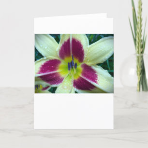 Lily, card