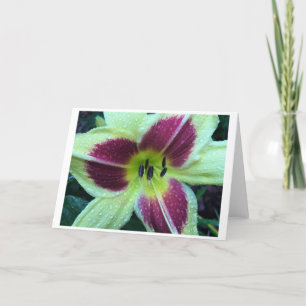 Lily, card