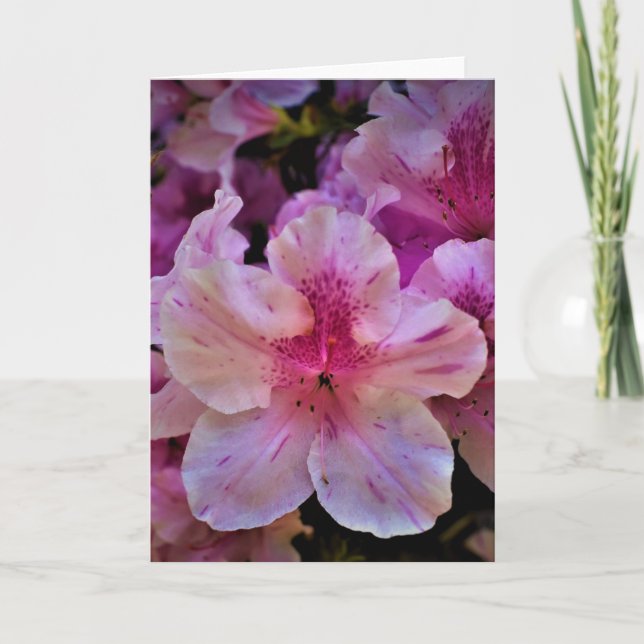 Lily, card (Front)