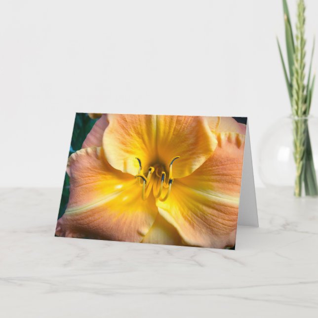 Lily, card (Front)