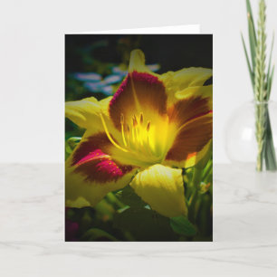Lily, card