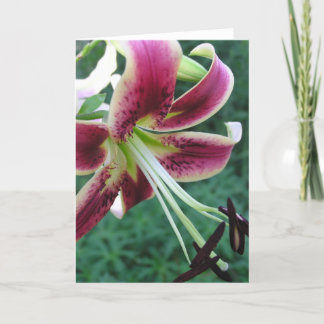 Lily Card