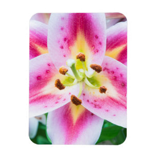 Lily Close-up Magnet